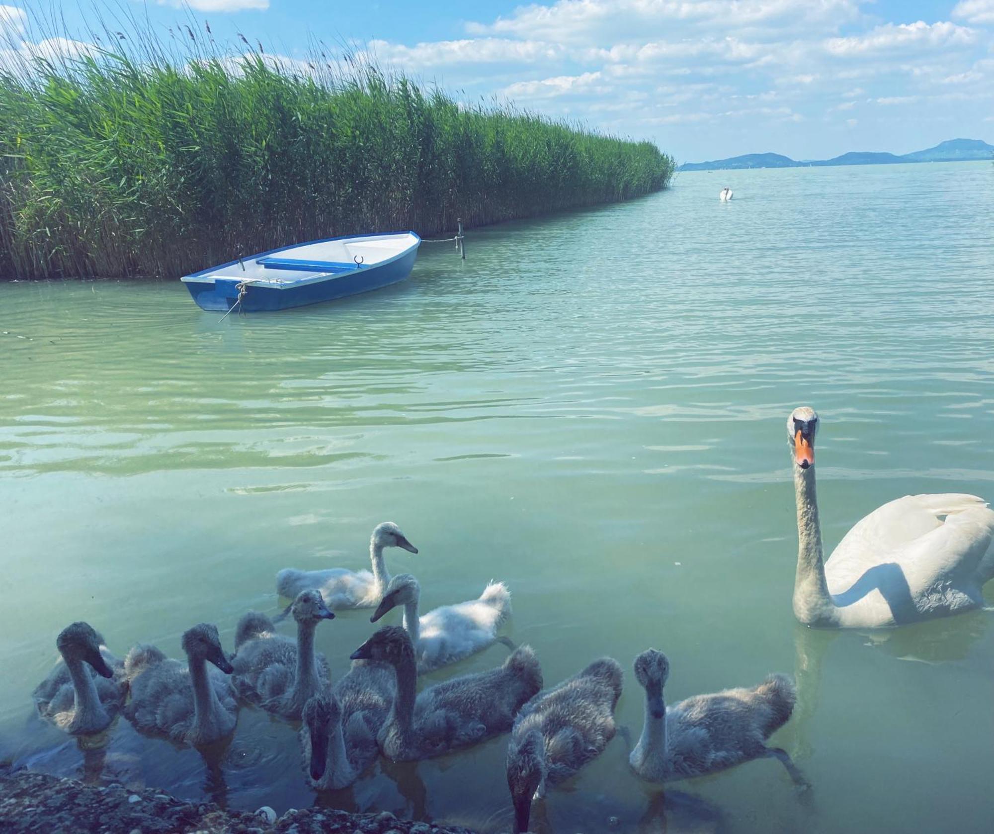 Holiday home Balaton A Kertben - Balaton In The Garden - Beachfront With Beautiful View, Private